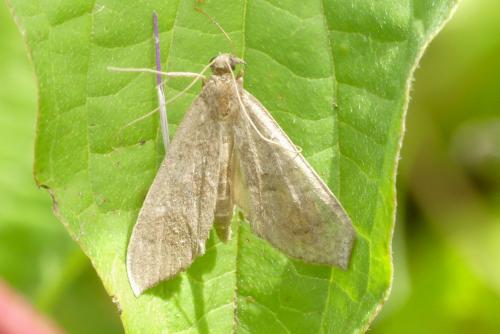 Réf. 265 394 : Mecyna asinalis